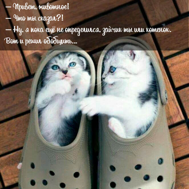 Привет животное