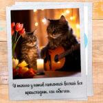 И только у котов