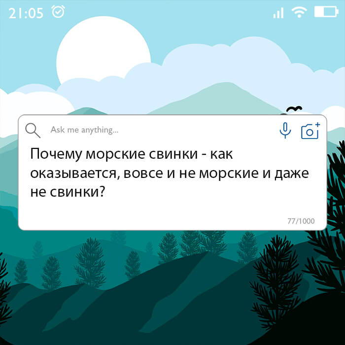 Почему морские свинки