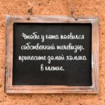 Чтобы у кота появился собственный телевизор