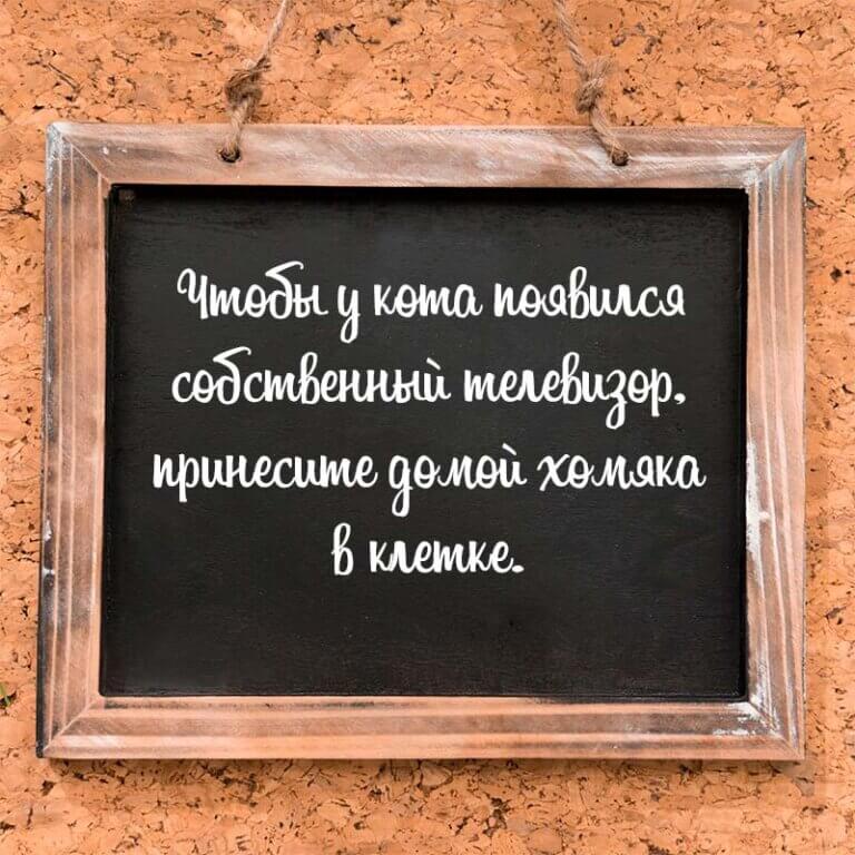 Чтобы у кота появился собственный телевизор