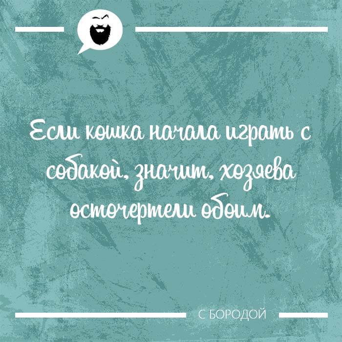 Если кошка начала играть с собакой
